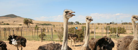 buy ostrich online