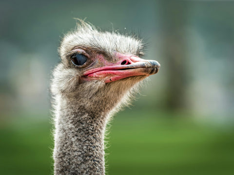 buy ostrich online