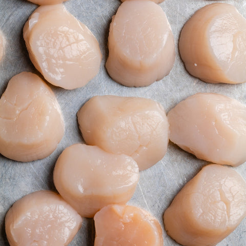 Hokkaido Scallops