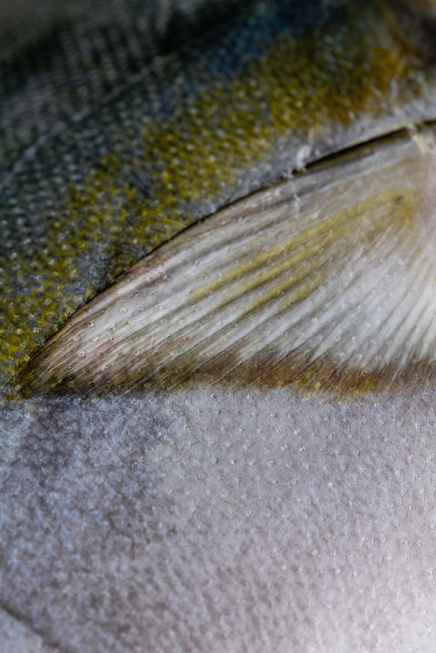 Japanese Yellowtail Fillet